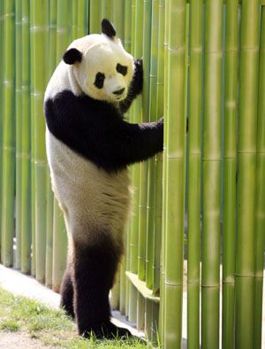 panda-standing-300